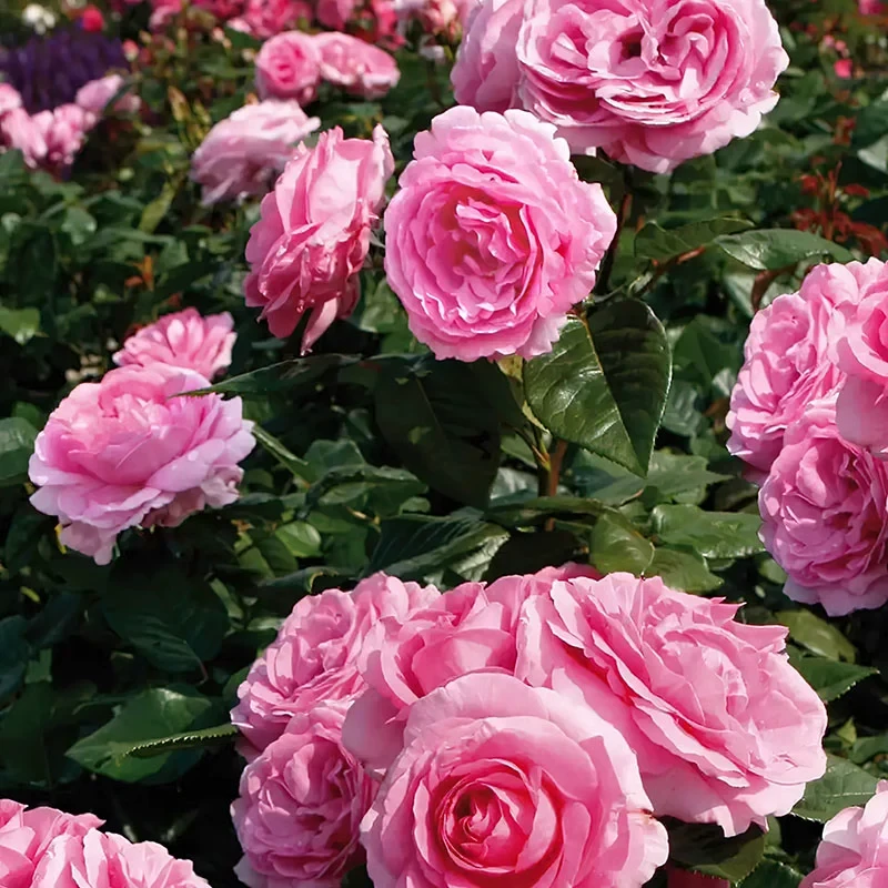 吉塔重生月季 丹麦月季 灌木大花浓香 紫色 别名百万妈咪月季