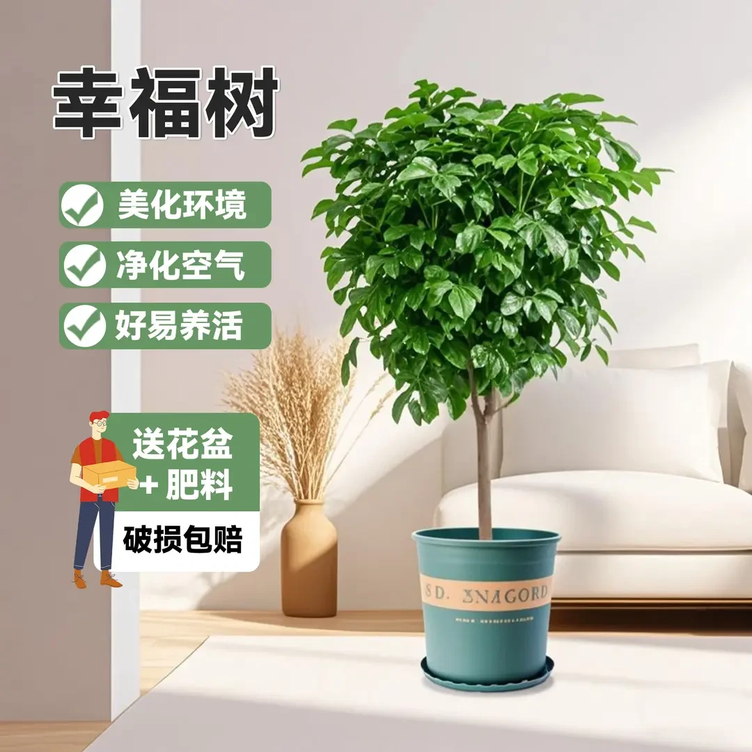 70-80cm单杆棒棒糖幸福树盆栽客厅净化空气四季常青植物绿植耐看