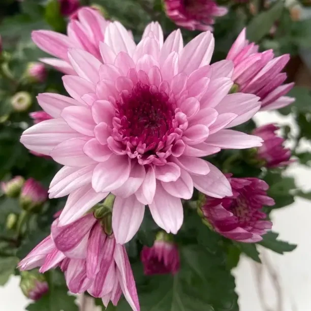 粉水晶-【带花苞】菊盆栽四季开花耐寒耐热室内外阳台花卉