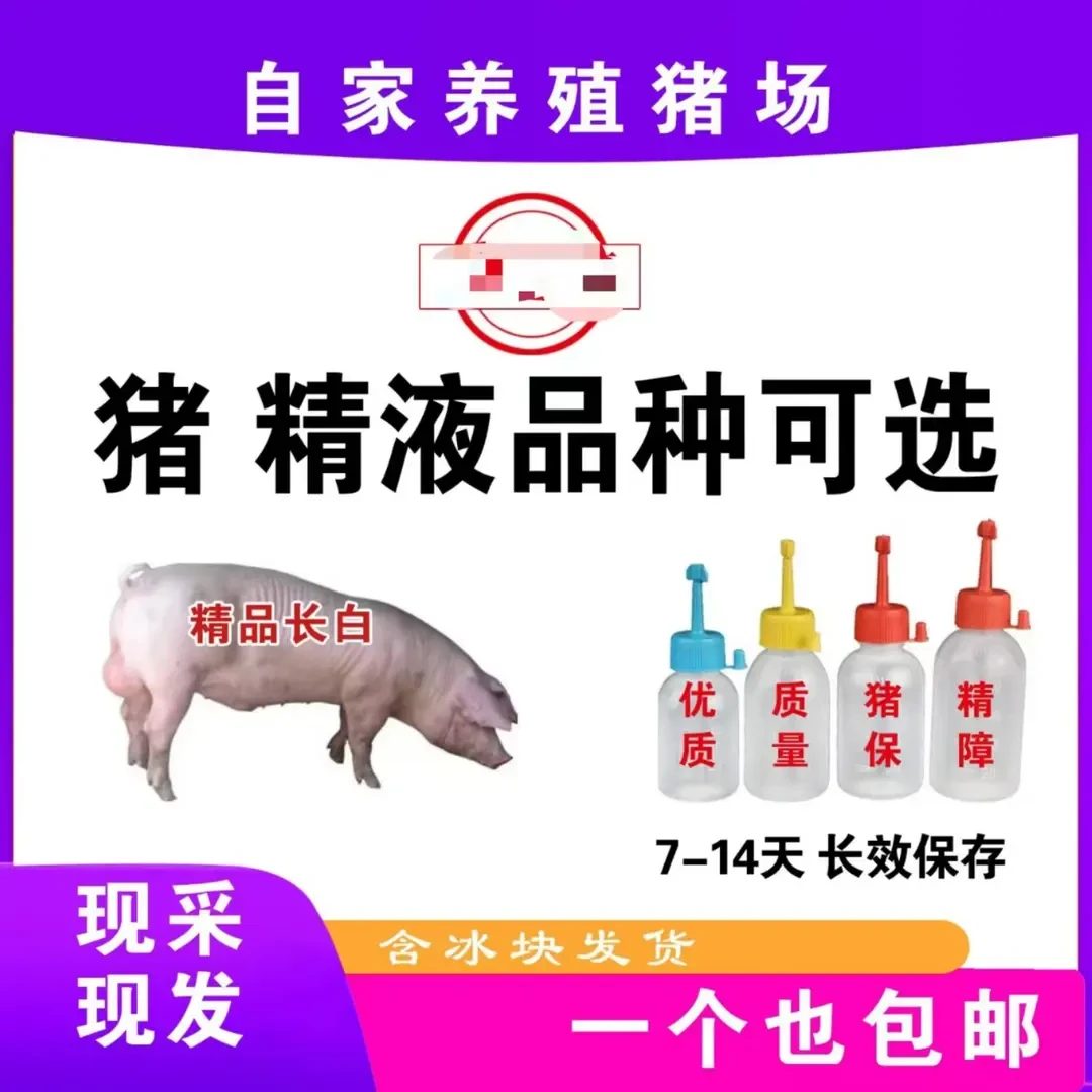 原种长白种公猪精一个也包邮包活原种长白种公猪精一个也包邮包活