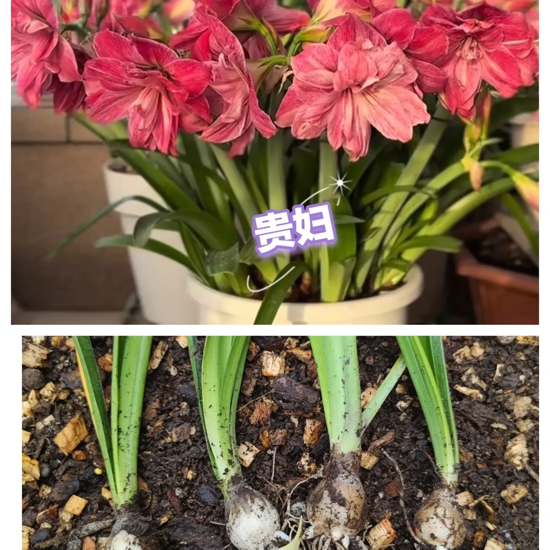 重瓣朱顶红1气质美女2梦幻3贵妇4孤宝仙子5九月玫瑰线5棵1.8公分