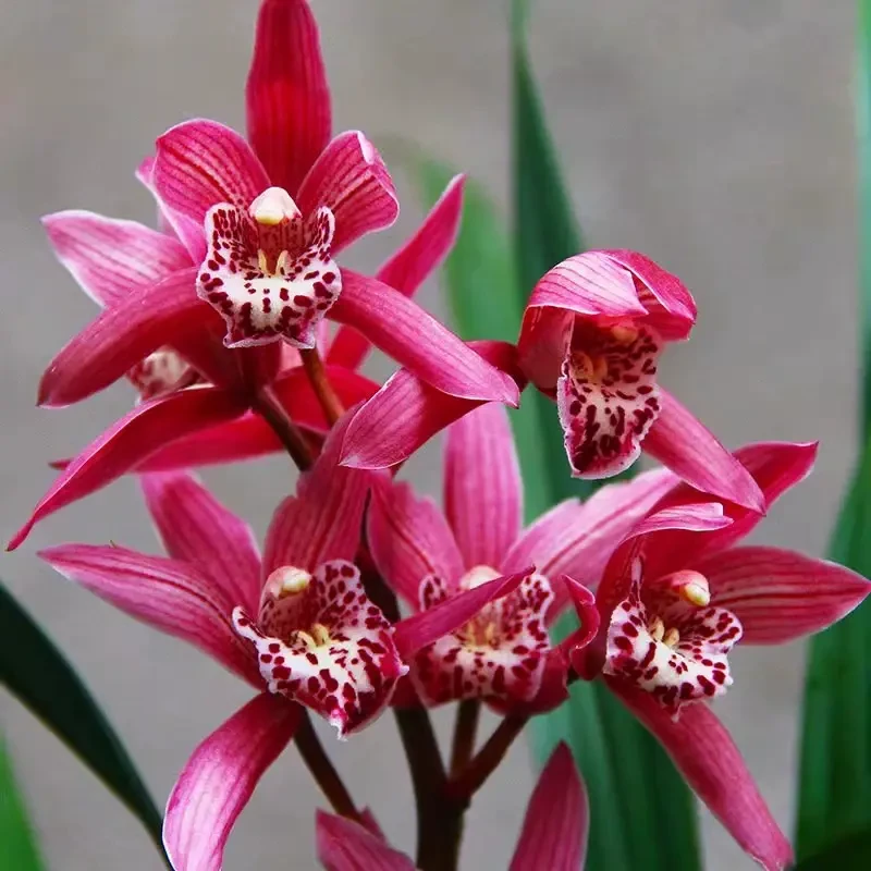 正宗兰花【蕙兰-红贵妃】清香型带花苞精品绿植室内盆栽批发直播