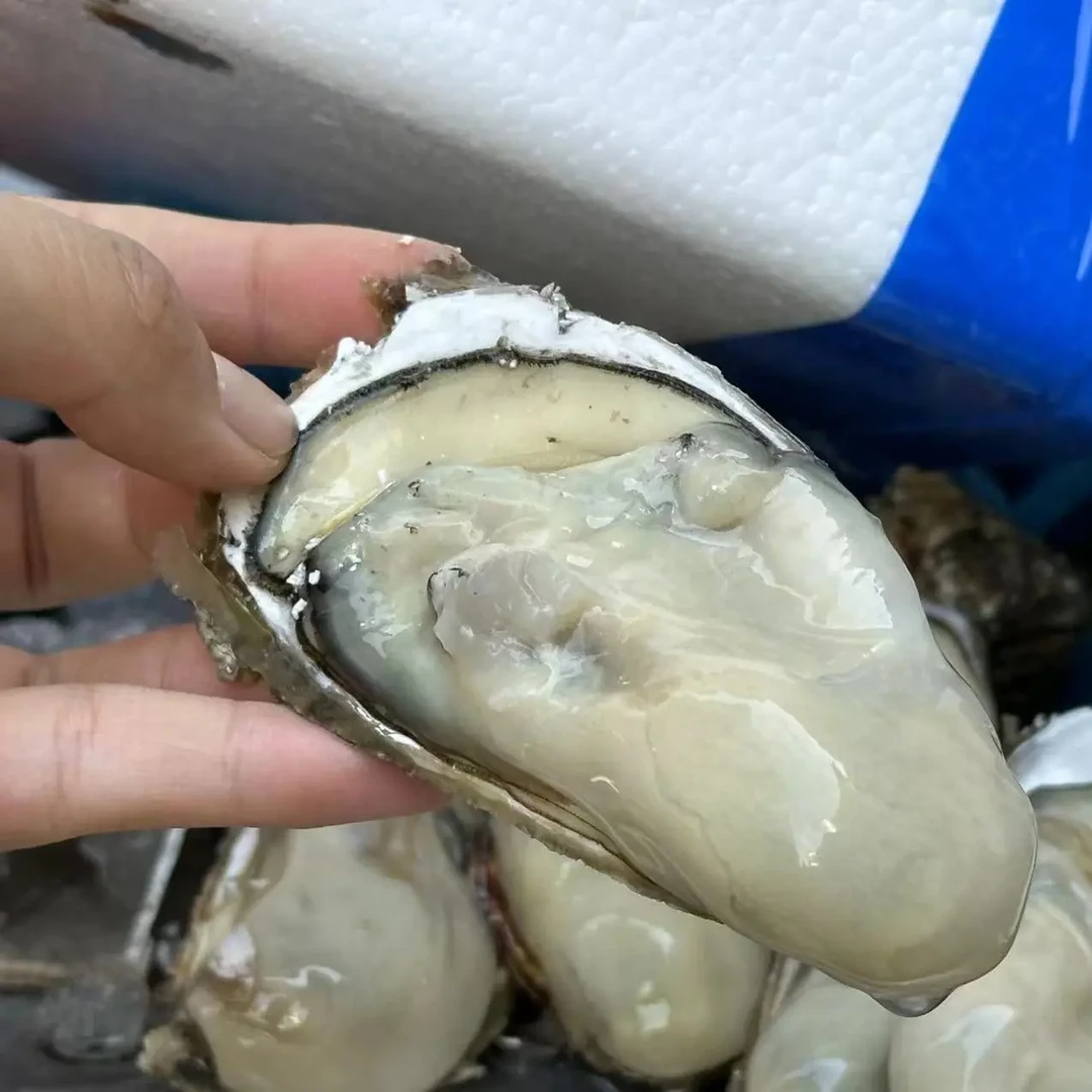 福建生蚝海鲜水产9.9元一箱3斤装25头