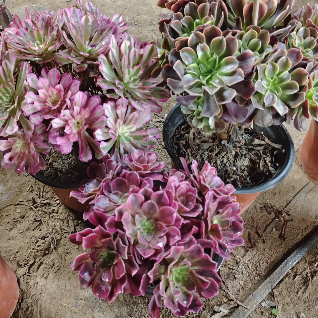 美杜莎欧佳丽红铜白