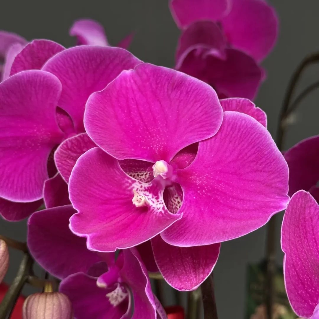 繁花说【3.0寸火鹤蝴蝶兰苗子】稀有品花期超长 无花无苞发货