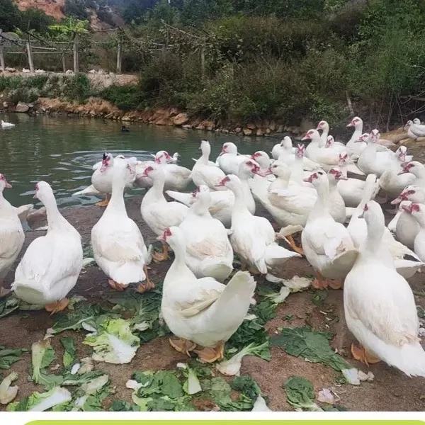 农家散养红鼻翁鸭子