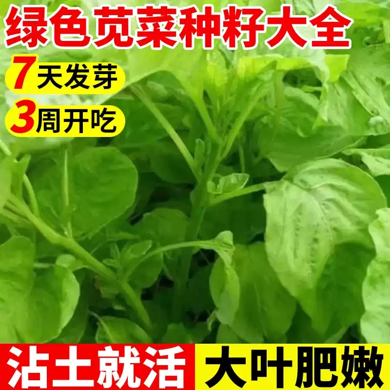 【全店任选满5包/包邮】绿苋菜种子