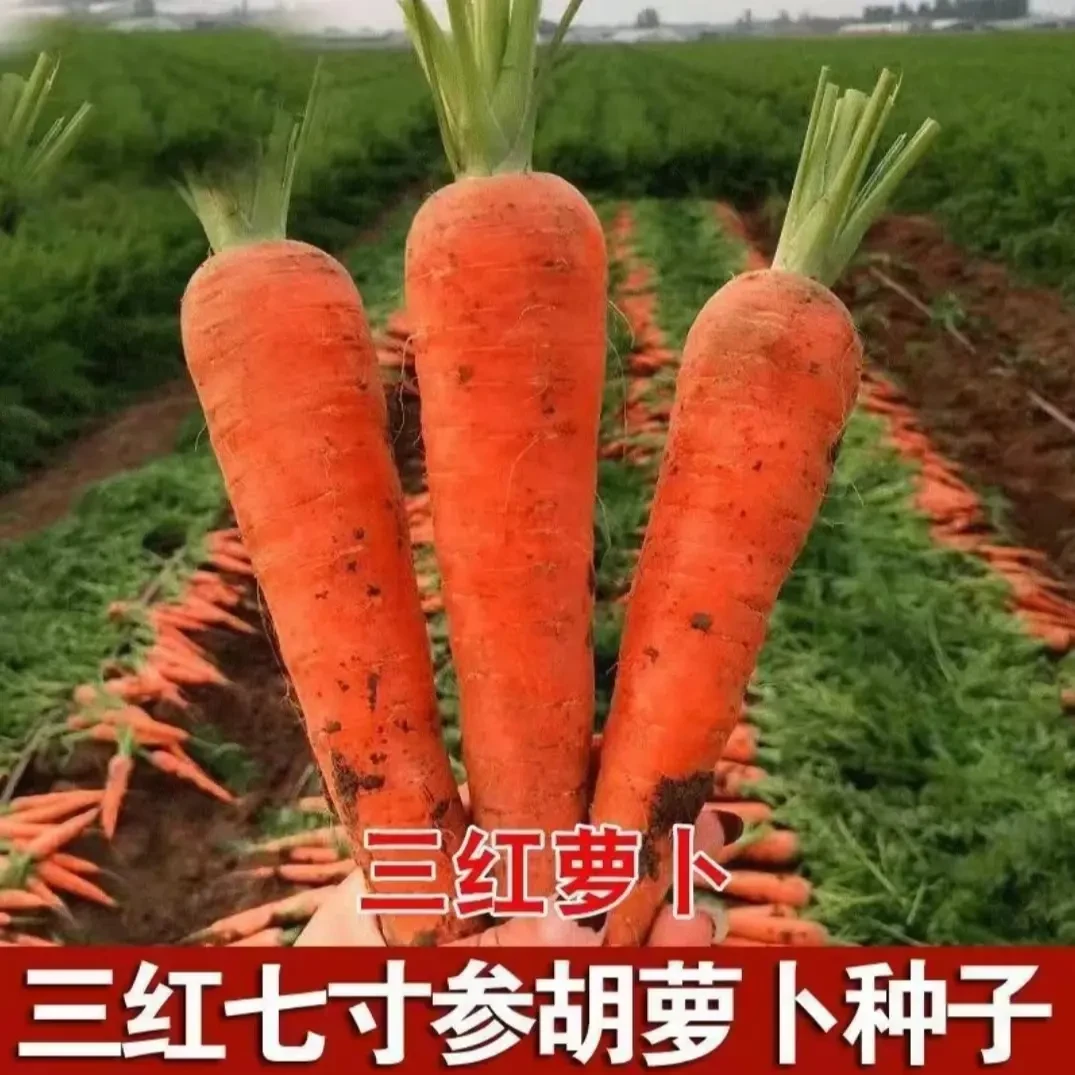 胡萝卜种子三红胡萝卜种子甜脆胡萝卜四季种植阳台小院
