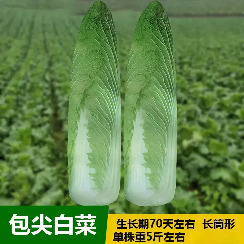 【包尖白菜种子】绍菜青口白竹筒白火锅菜四季蔬菜种籽