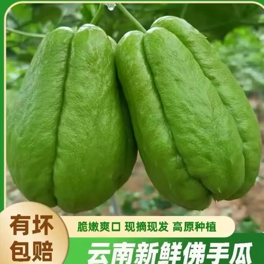 云南新鲜佛手瓜当季现摘清脆爽口露天栽种蔬菜云南昆明宜良佛手瓜