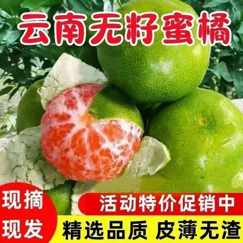 【青皮酸橘】云南柠檬蜜桔青皮橘子薄皮酸桔子当季新鲜水果一整箱