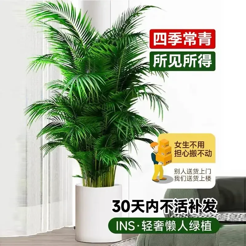 散尾葵盆栽植物客厅大型绿植室内办公室四季常青吸甲醛天堂鸟花卉