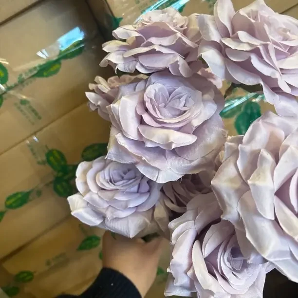 三头玫瑰浅紫色到手五只