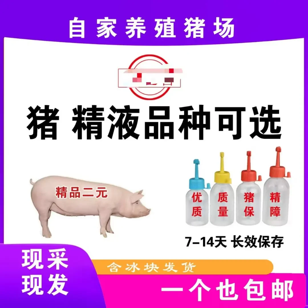 长大二元猪精一个包邮保活保健康精品二元猪精一个包邮保活保健康