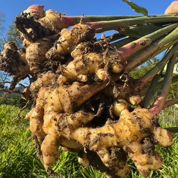 大别山小黄姜新鲜现挖嫩姜生姜辛辣味十足口感清脆爽口
