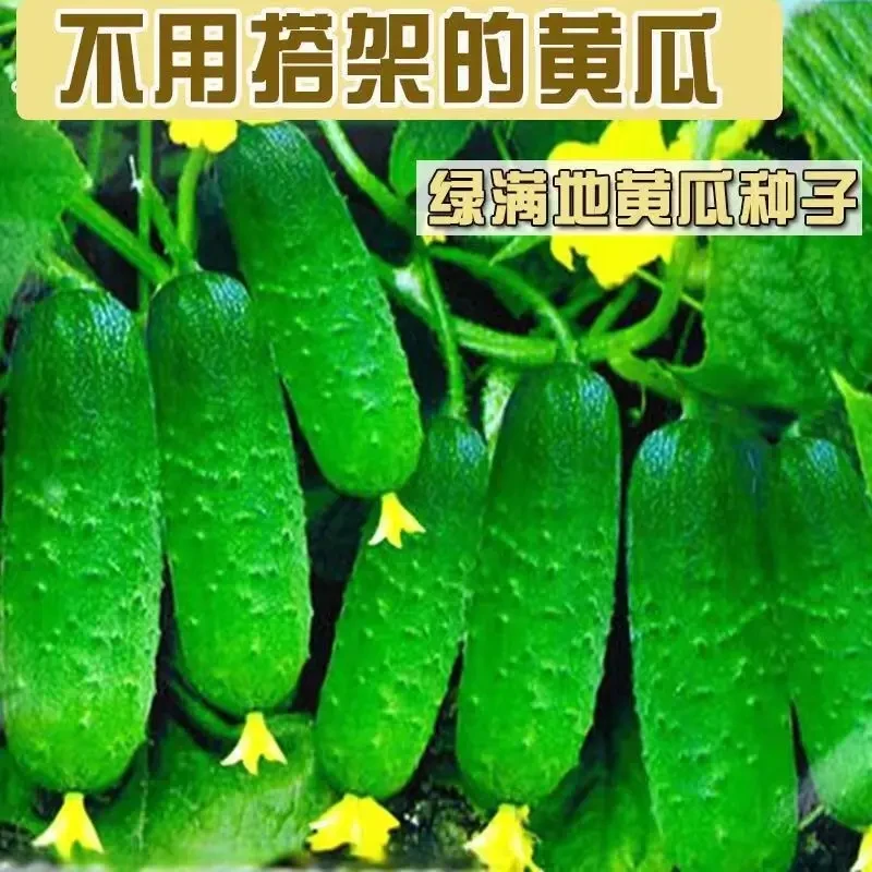 满地爬黄瓜种子家庭阳台小院盆栽地栽四季种植