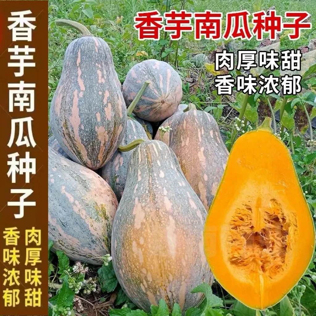 正宗香芋南瓜种籽软糯香甜南瓜种孑香芋味浓南瓜籽种春秋蔬菜种子