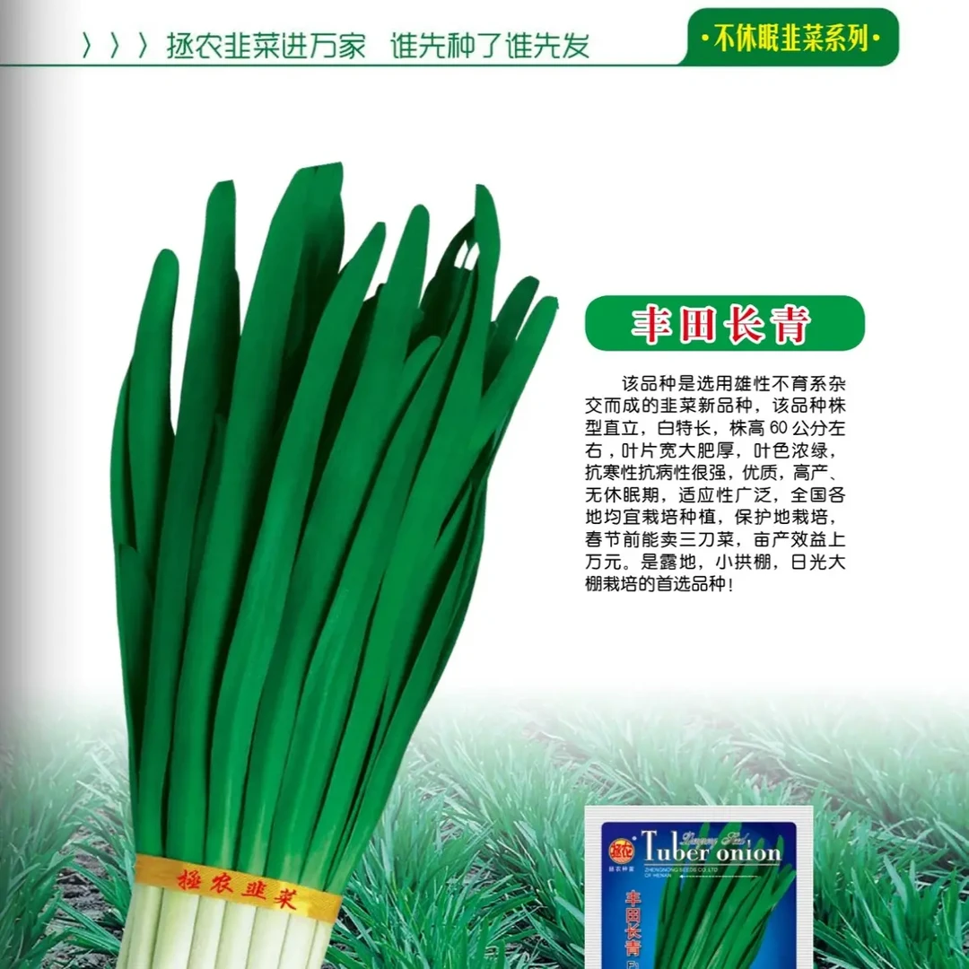 高产耐寒不休眠宽叶河南雪韭韭菜种子