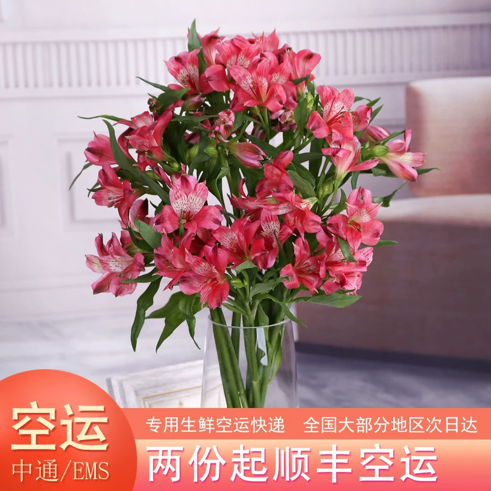 六出花水仙百合花鲜切花真花云南昆明直发批发插花水养花家用鲜花