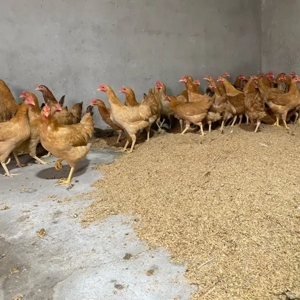 宠物鸡苏禽90%绿壳长尾鸡发货顺丰包邮观赏鸡