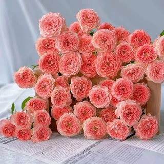 【小仙女】精选小仙女单头玫瑰家居摆放插花云南鲜花优质鲜切花