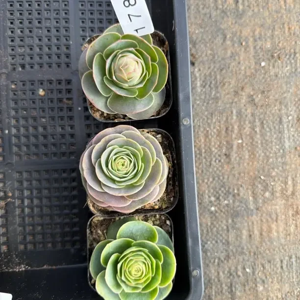 178山地玫瑰多肉植物盆栽室内外好养