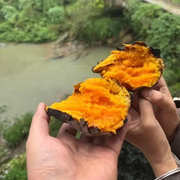 四川正宗沙地蜜薯红心红薯软糯香甜烤红薯红苕