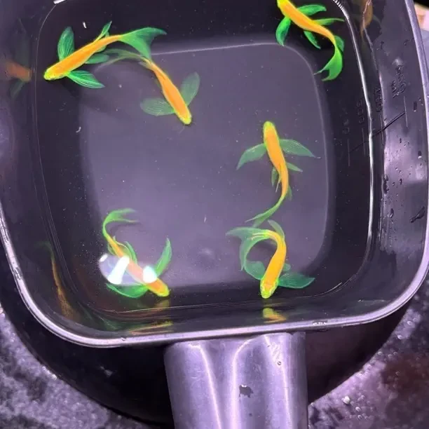 蝶翼斑马鱼热带淡水活体观赏鱼长尾长鳍好养活小型宠物