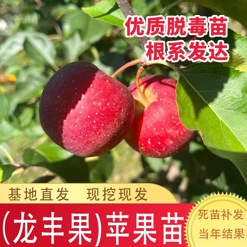 嫁接东北龙丰小苹果树苗脆甜沙果苹果树苗耐寒南北方种植当年结果