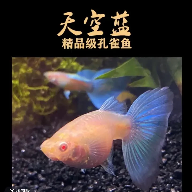 精品天空蓝孔雀鱼孕母热带淡水小型观赏鱼新手好养耐活临产
