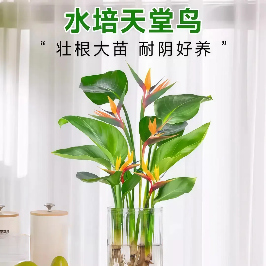 天堂鸟无土纯水培植物室内好养花卉盆栽易活桌面绿植鹤望兰吸甲醛