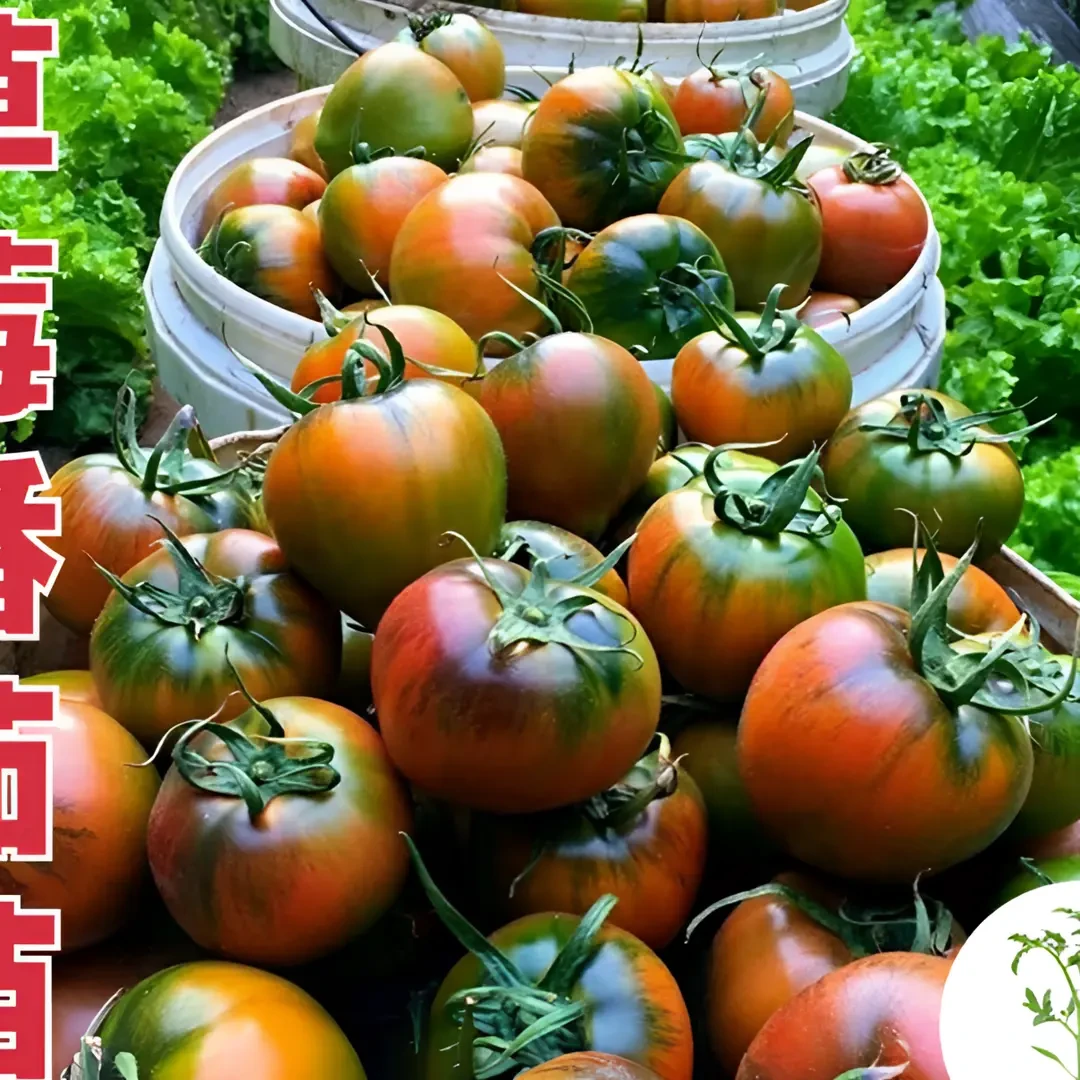 超甜番茄种子苗铁皮柿子苗西红柿蔬菜苗阳台小院盆栽草莓柿子秧苗