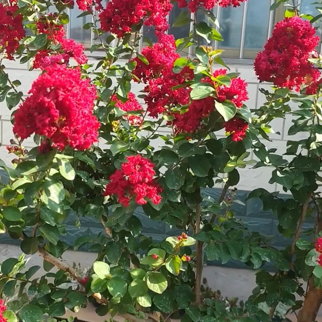 红火箭红火球国旗红紫薇树苗南北方均可种植耐寒耐涝易成活