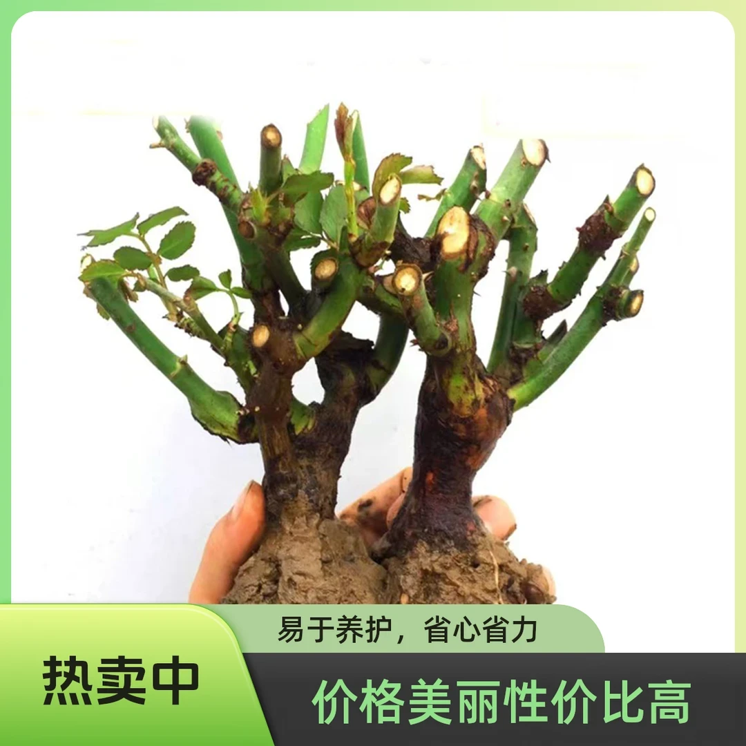 【四季开花】玫瑰老桩蔷薇花苗包成活四季开花阳台盆栽地栽