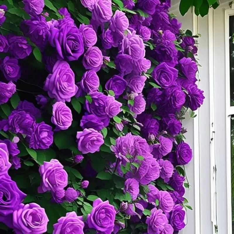【夏季爆款】有墙就爬月季蔷薇花卉苗驱虫驱蚊耐热抗寒重瓣百合花