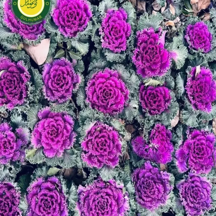 红羽衣甘蓝进口10粒种子قىزىل كاپوستا 10دانچە ئىمپورت ئۇرۇق