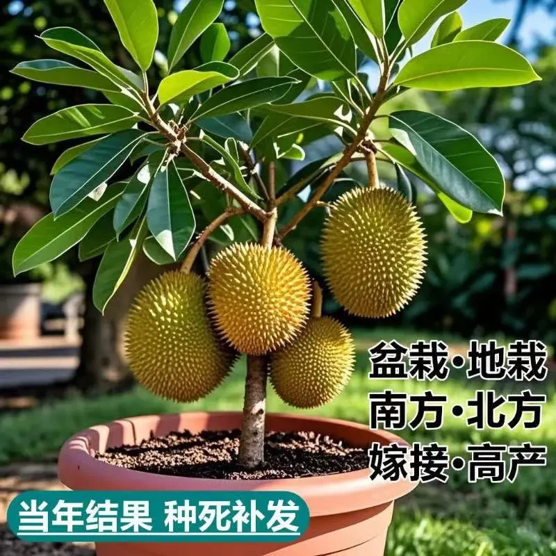 榴莲树苗四季泰国金枕头猫山王榴莲苗盆栽地栽南方可种植当年结果