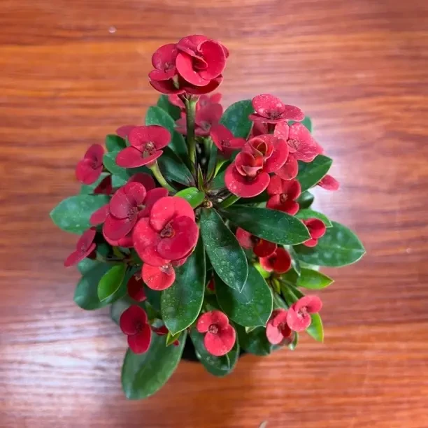 盆栽铁海棠虎刺梅网红绿植净化空气