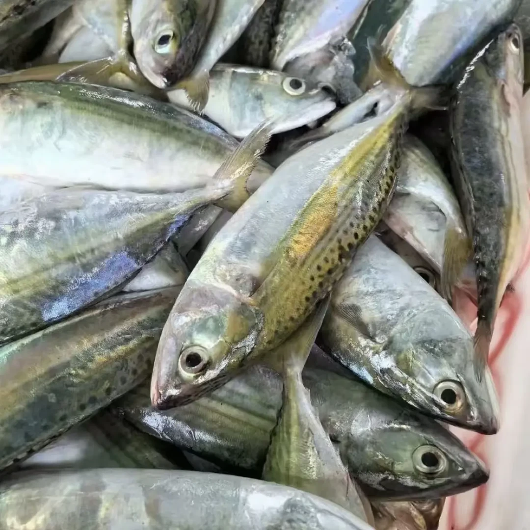 野生海捕 白面鱼 池鱼 5斤 肉质鲜嫩 肥美 顺丰冷链