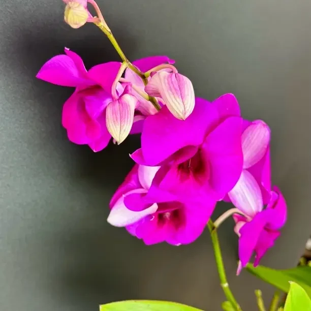 秋石斛兰(魅力东方)