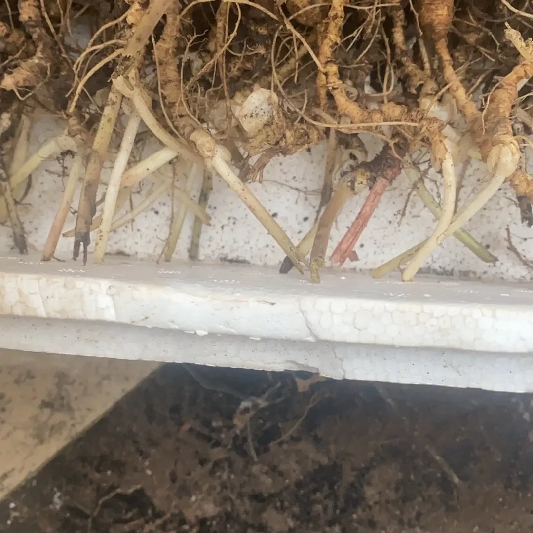 林下山参籽货，微残