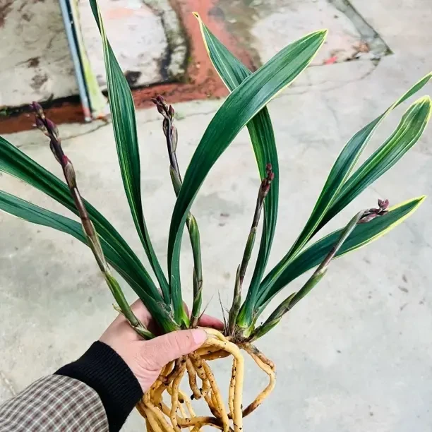 浓香型易养兰花苗室内外阳台盆栽花卉东方红神荷