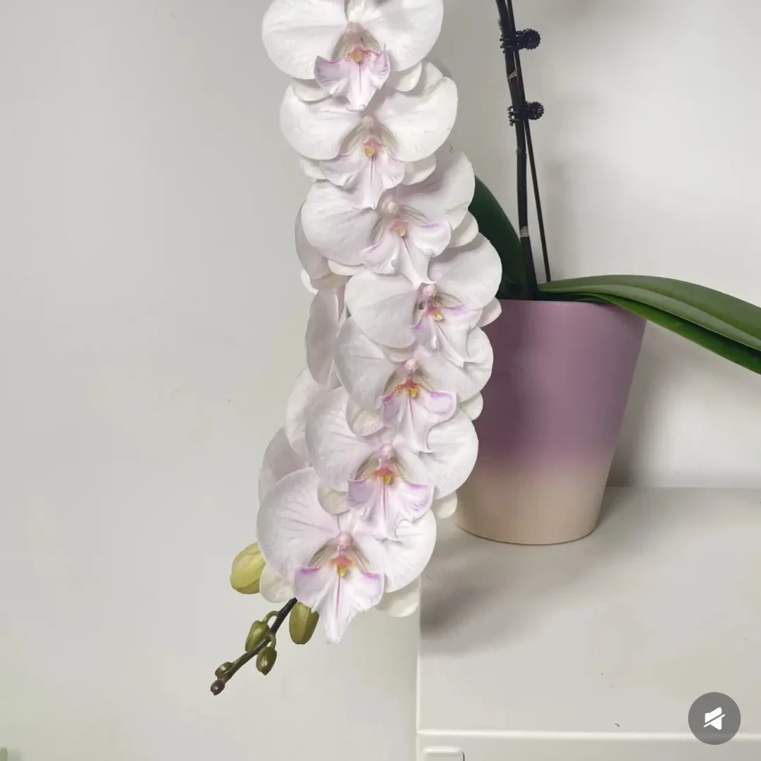 曼塔安汶蝴蝶兰3.5寸花杯白底粉色脉纹蝴蝶兰苗9公分大花双梗率85