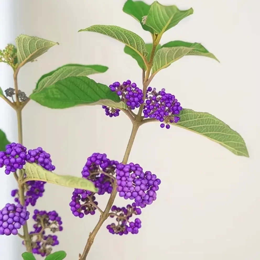 紫珠盆栽耐热耐寒好养四季观果适合办公室客厅摆放