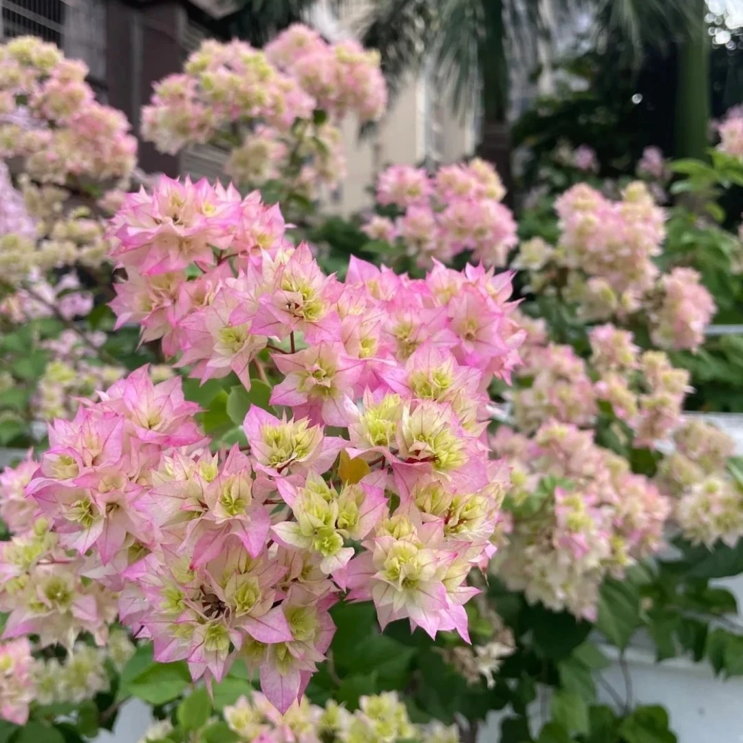 (重瓣怡景)一物一拍 落花落叶落光杆 折枝断枝不售后 介意慎拍