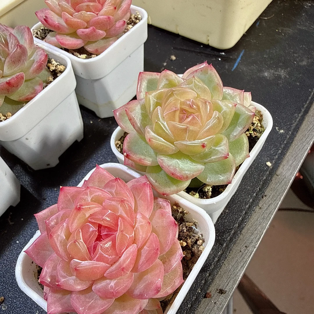 春闺梦珍妮    苏