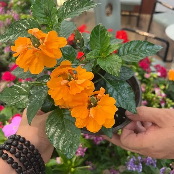 鸟尾花盆栽耐热耐阴花期长适合阳台庭院的开花植物