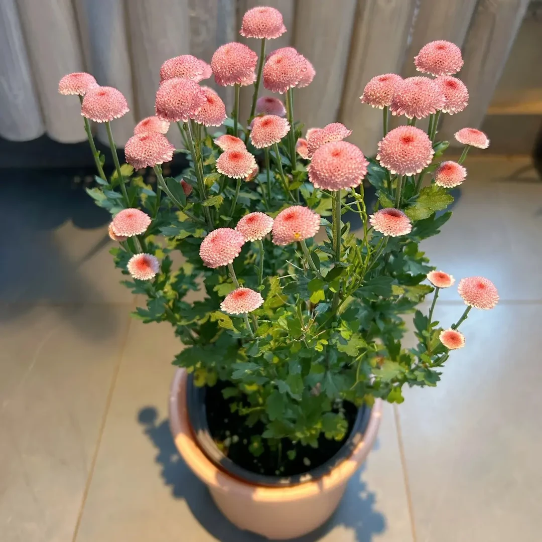 珠玉之卵盆栽【170盆】带花苞多年生