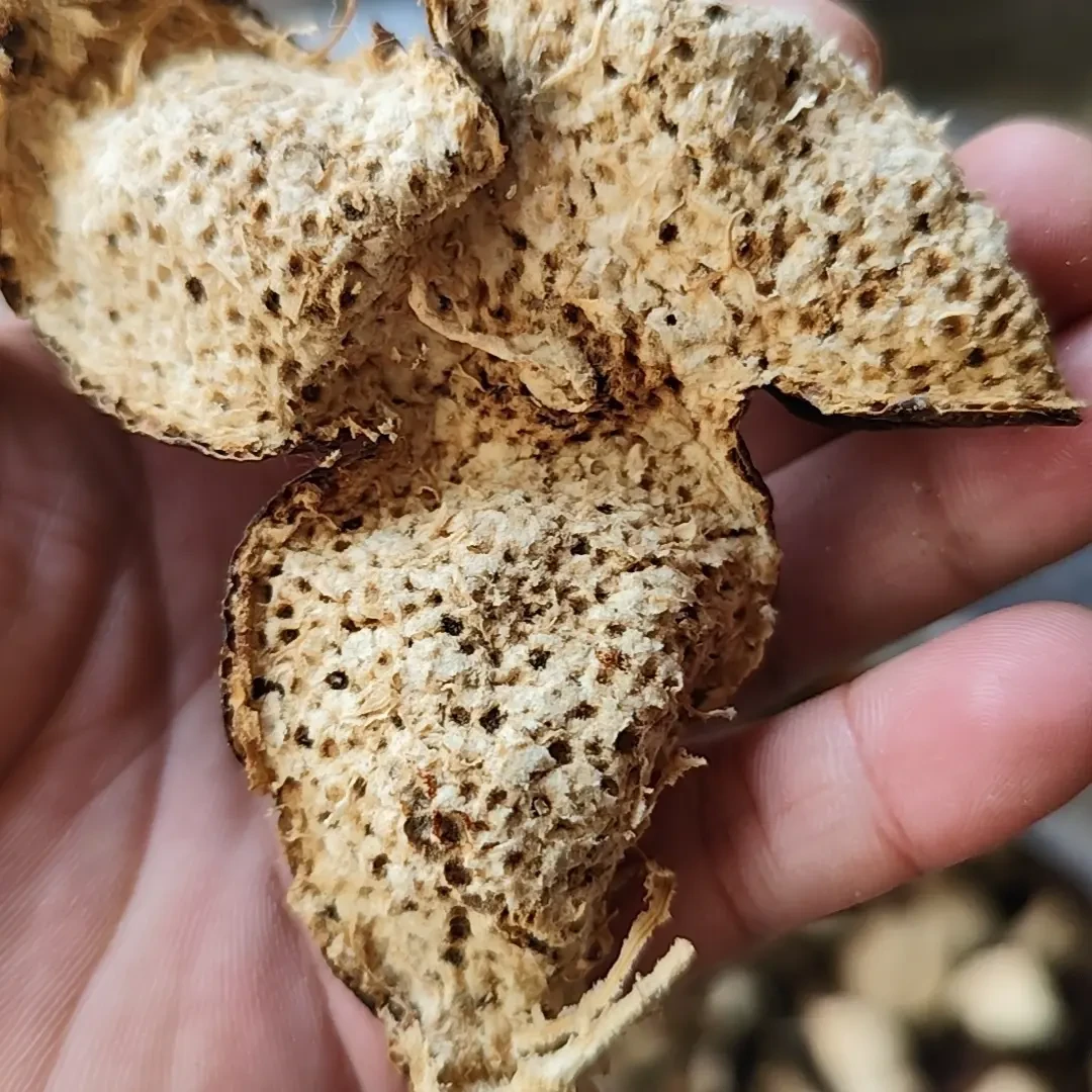 新会天马2017圈枝树大红皮  （药香  樟香 陈香）