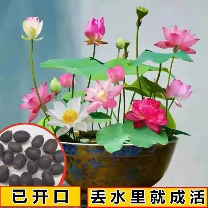 【7天发芽】睡莲碗莲种四季开花水培水养绿植睡莲荷花无土水培植物